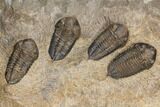 Plate Of Nine Sokhretia? Trilobites - Erfoud, Morocco #130412-1
